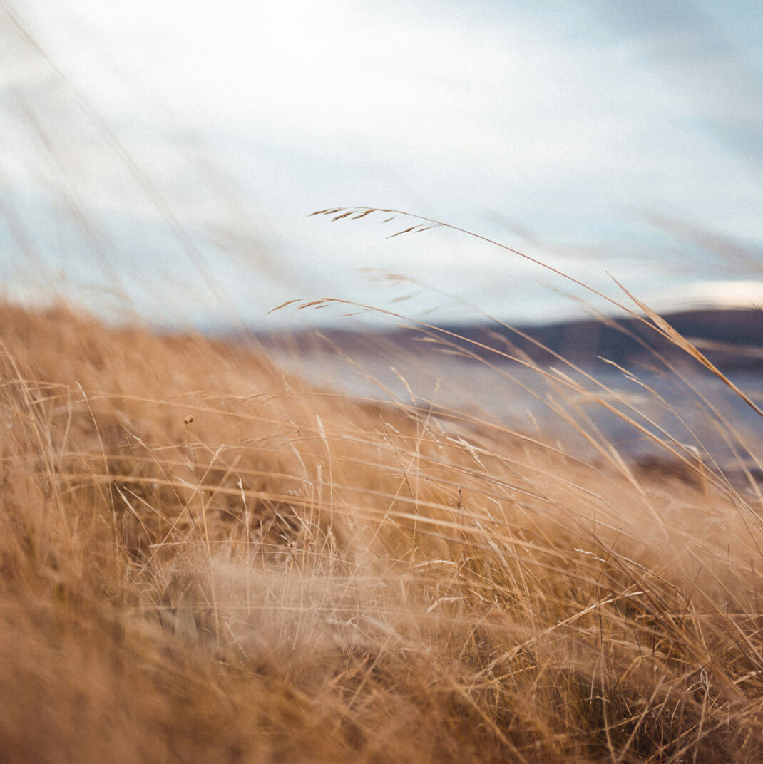 field